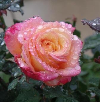 Отдушка "Утренняя роза" 10 мл. фото, картинки
