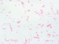 Фоамиран зефирный 1мм (Китай) цв.мрамор-розовый  50см/50см арт. 110303 фото, картинки