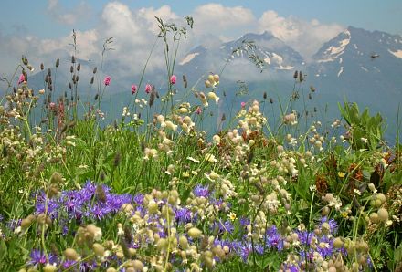 Отдушка "Альпийские цветы" 25 мл. фото, картинки