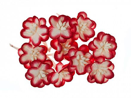 Цветки вишни Красный с белым фото, картинки