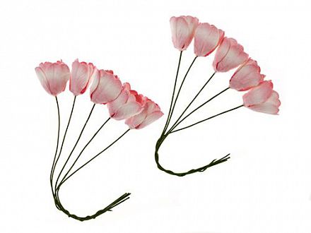 Тюльпаны Бело-розовые фото, картинки