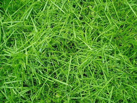 Отдушка "Скошенная трава" 25 мл. фото, картинки