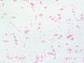 Фоамиран зефирный 1мм (Китай) цв.мрамор-розовый  50см/50см арт. 110303 фото, картинки
