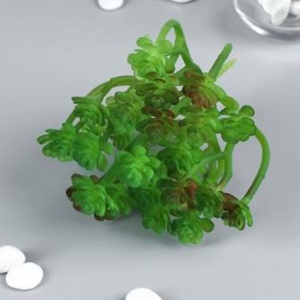 Искусственный суккулент для создания флорариума "Оскулярия зелёная" 12,5х12х10 см   4569021 фото, картинки
