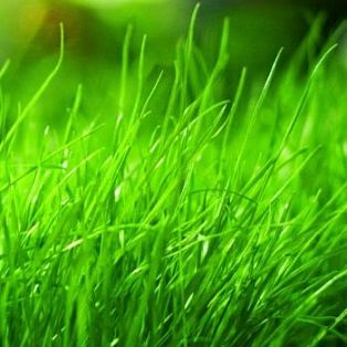 Отдушка "Зеленые травы" 10 мл. фото